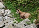 Alpes2013 (304) Arpette chamois